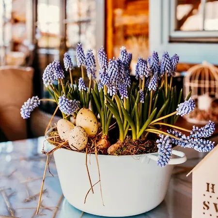 Stu Wiosen Alpesi faház *